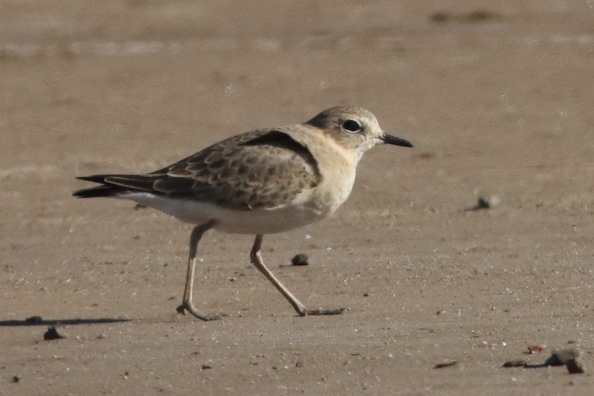 Mountain Plover - ML580654781