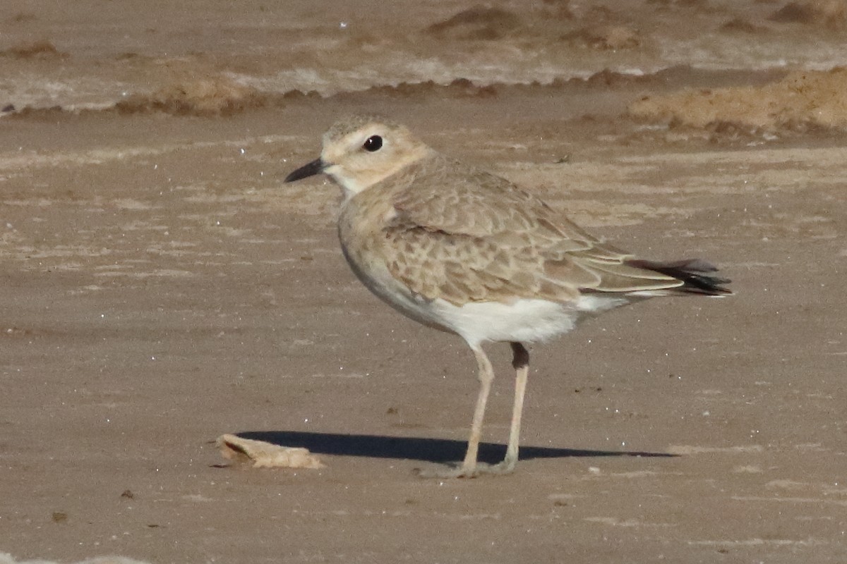 Mountain Plover - ML580654791