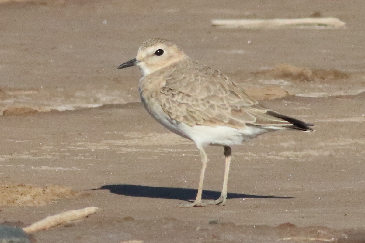 Mountain Plover - ML580654801