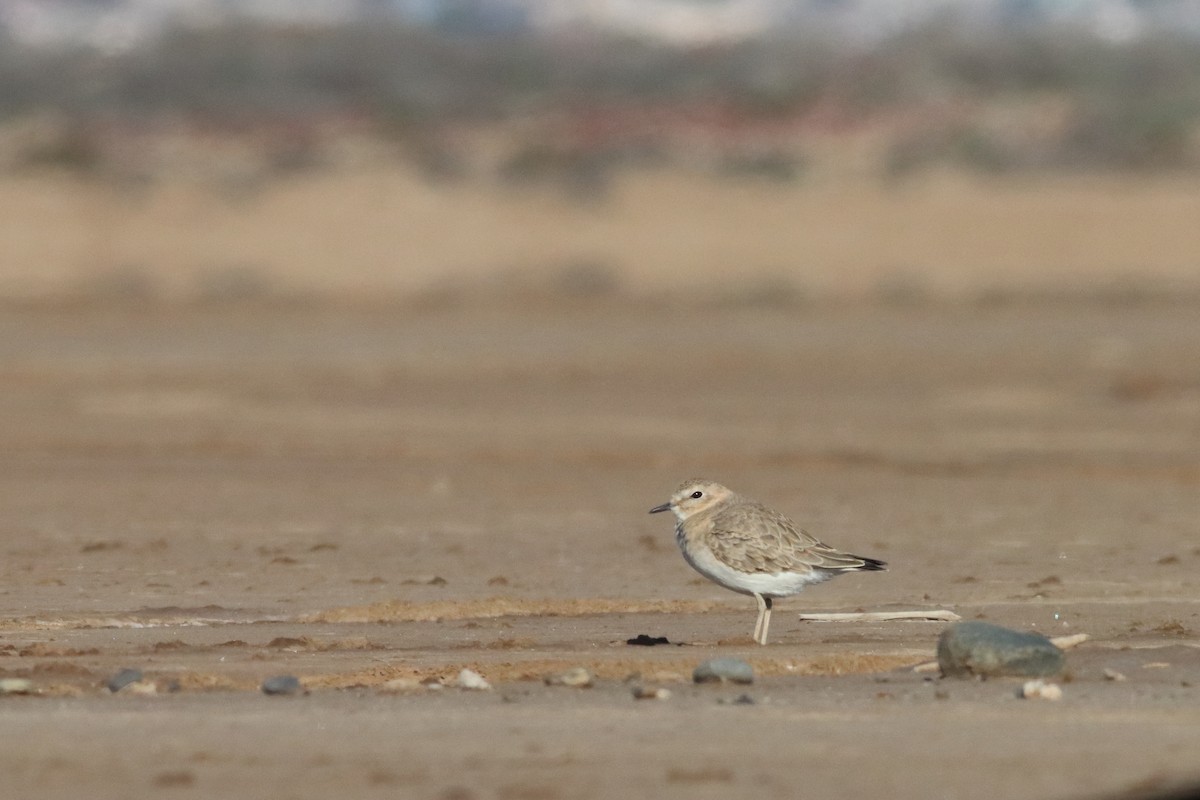 Mountain Plover - ML580654841