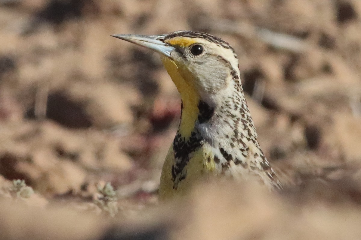 Western Meadowlark - ML580654971