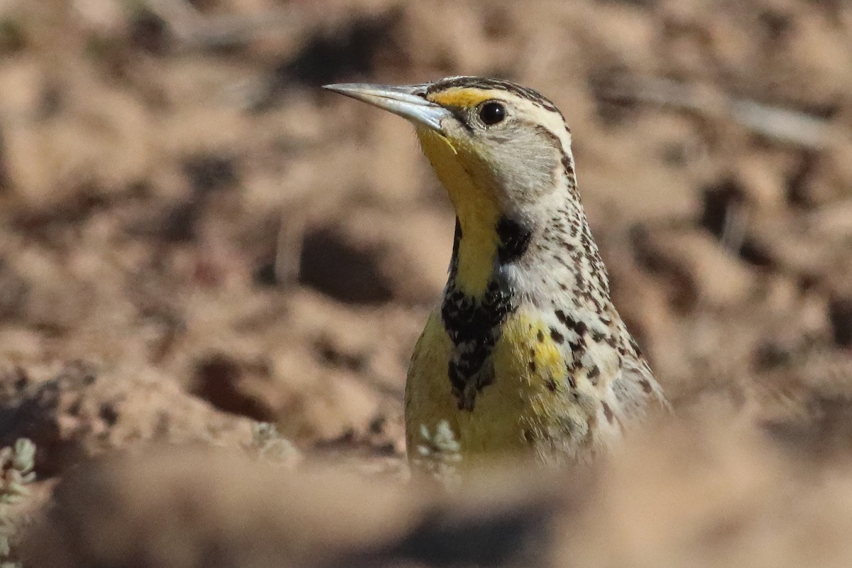 Western Meadowlark - ML580654981