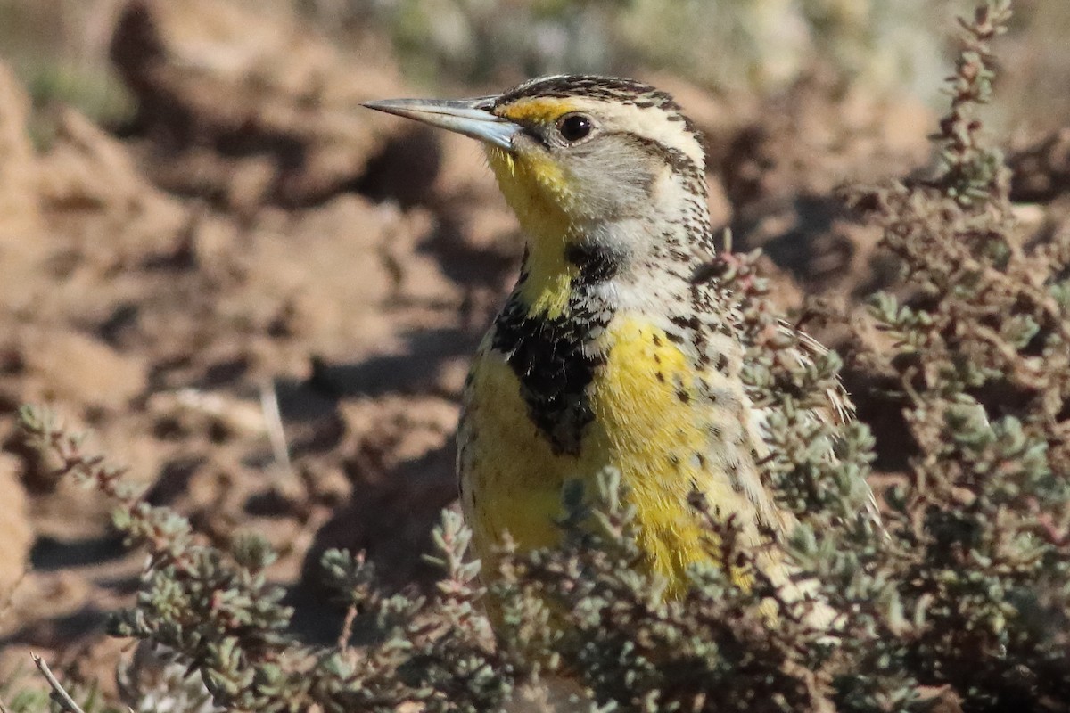 Western Meadowlark - ML580655001