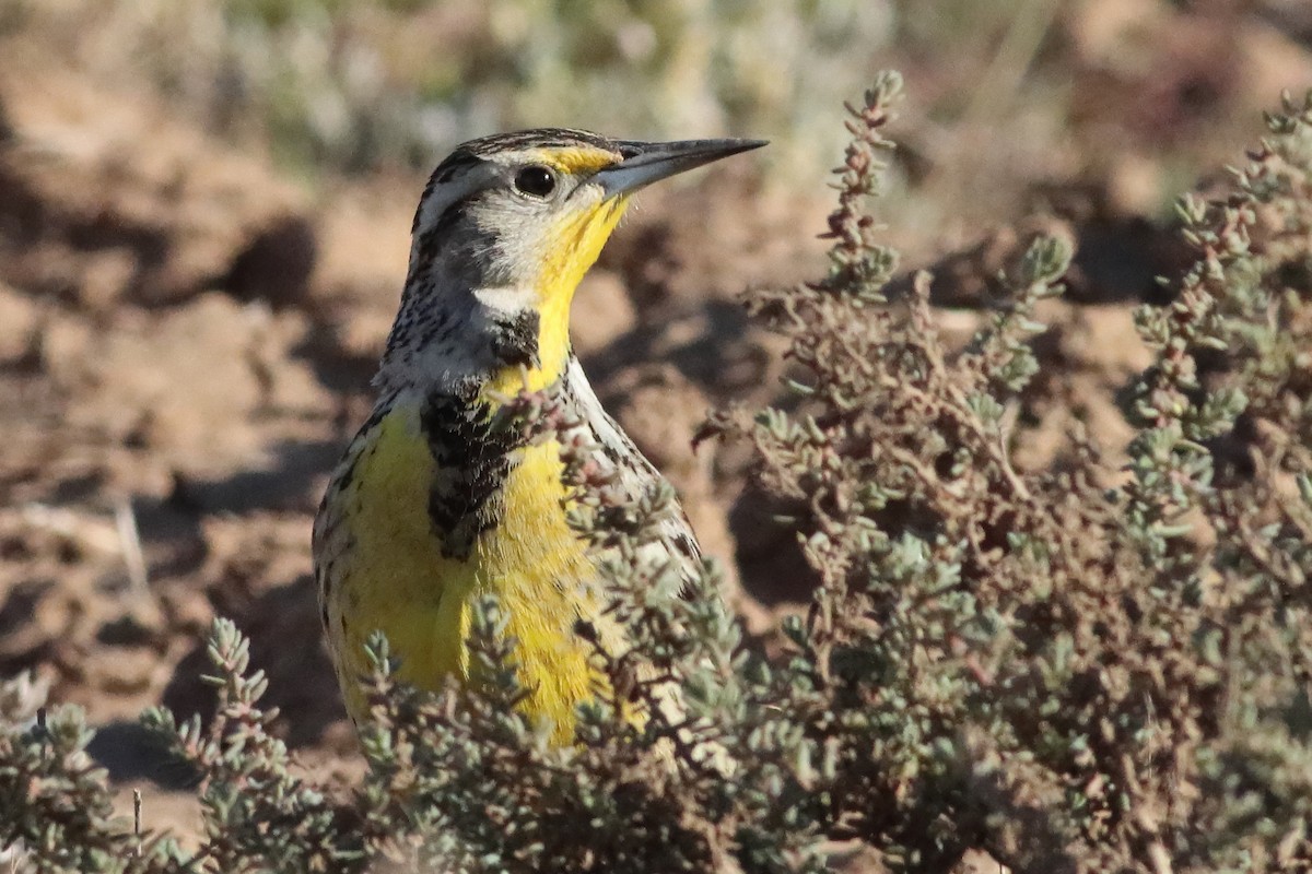 Western Meadowlark - ML580655011