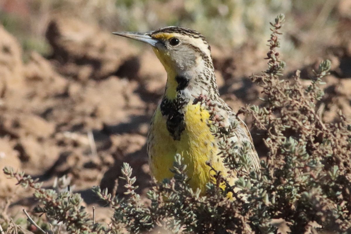 Western Meadowlark - ML580655021