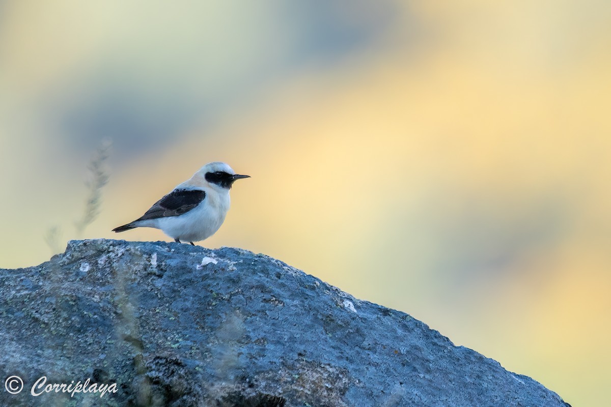 Western Black-eared Wheatear - ML580656511