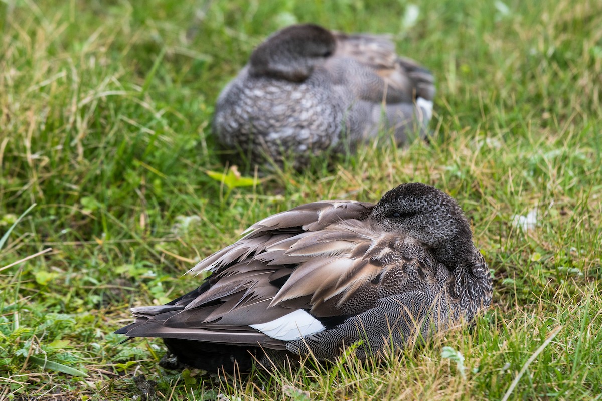 Gadwall - Joshua Little