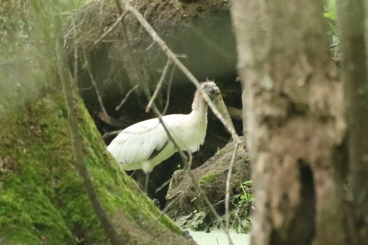 アメリカトキコウ - ML580657061