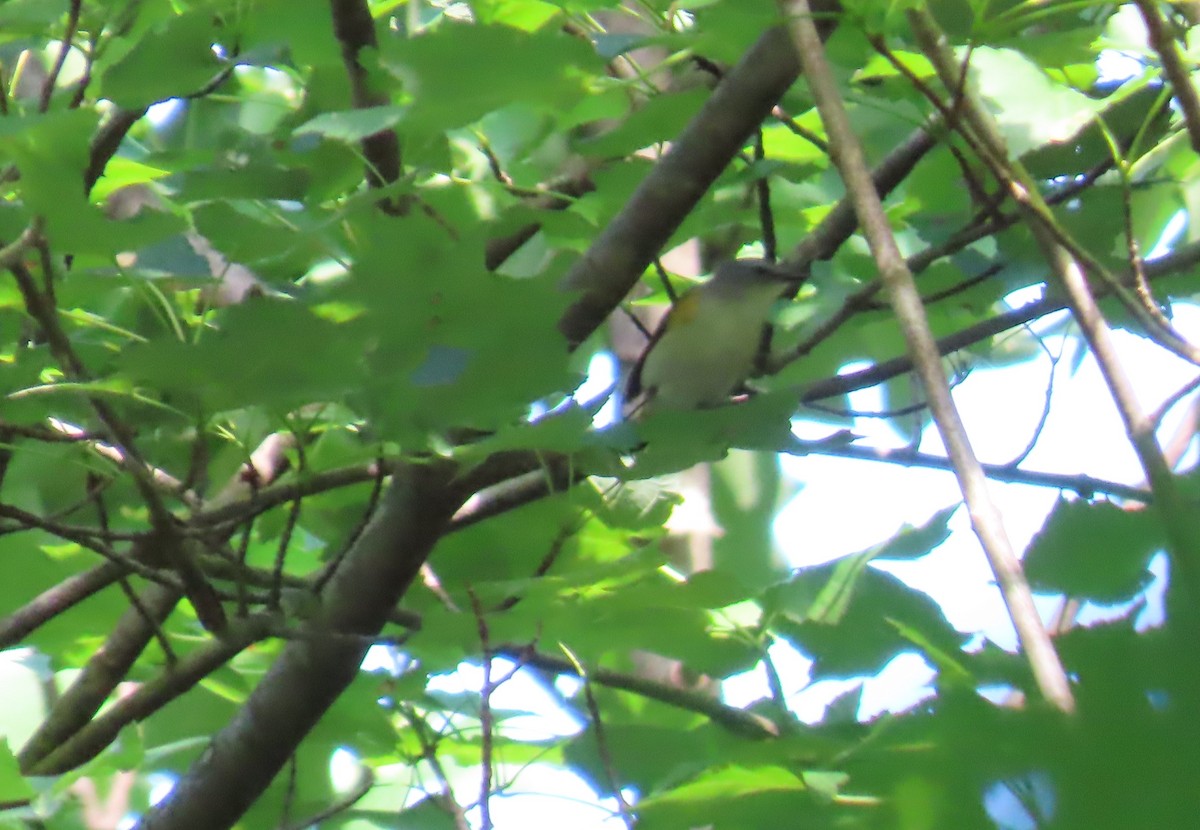 American Redstart - ML580657931