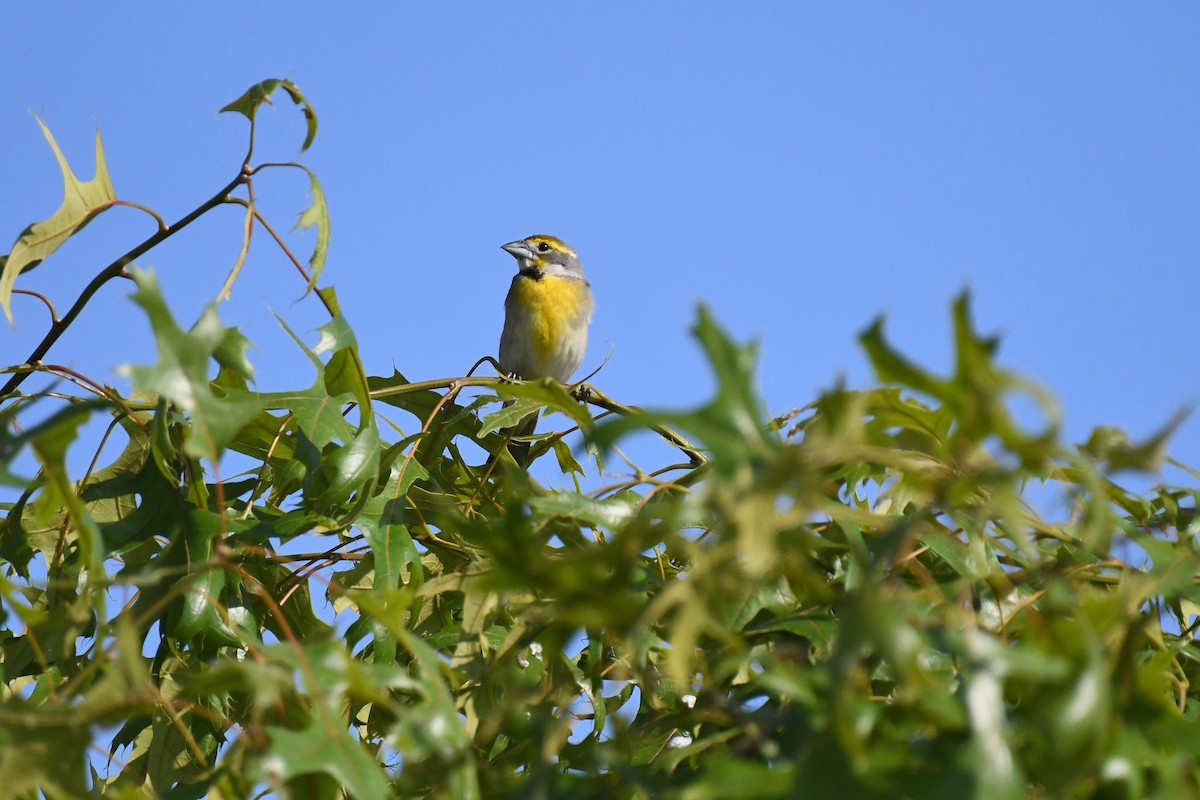 Dickcissel - ML580658621