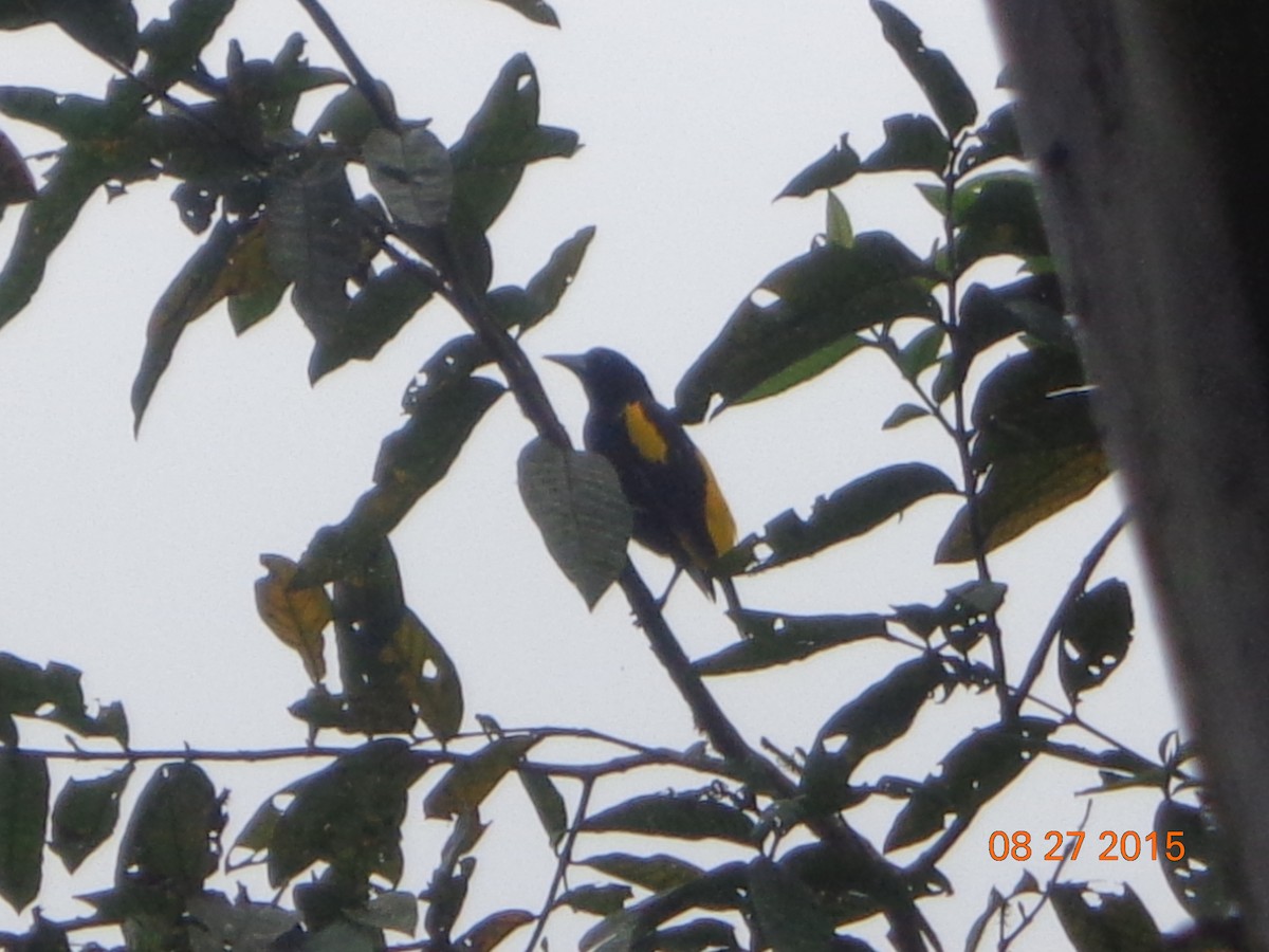Yellow-rumped Cacique - ML58065891