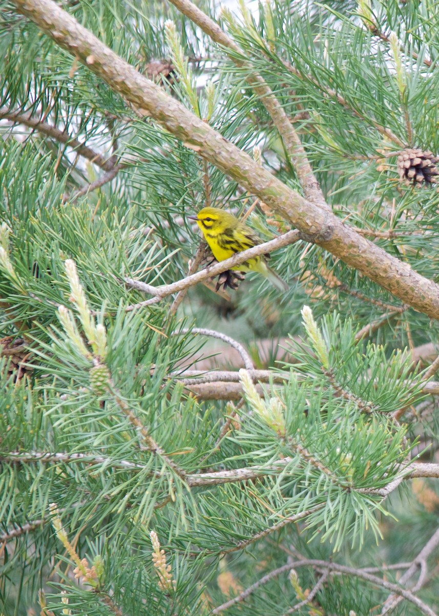 Prairie Warbler - Jon Cefus