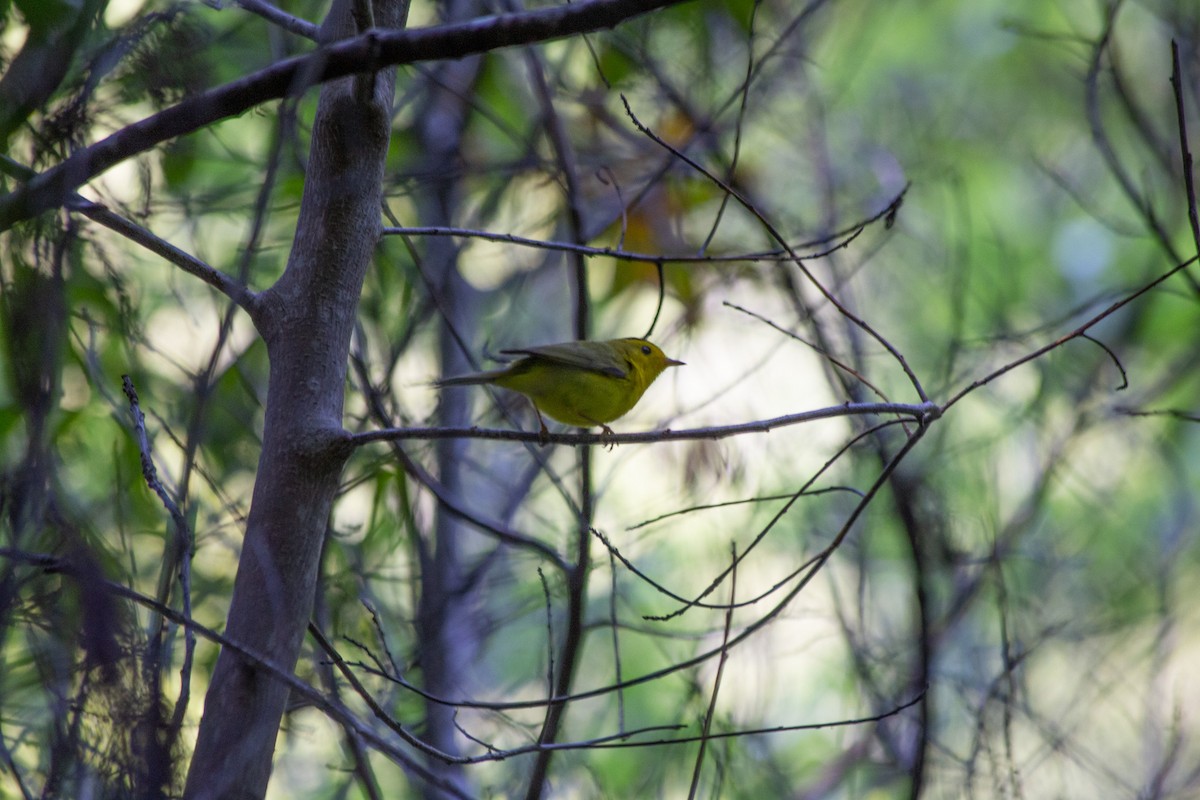 Wilson's Warbler (chryseola) - ML580659501