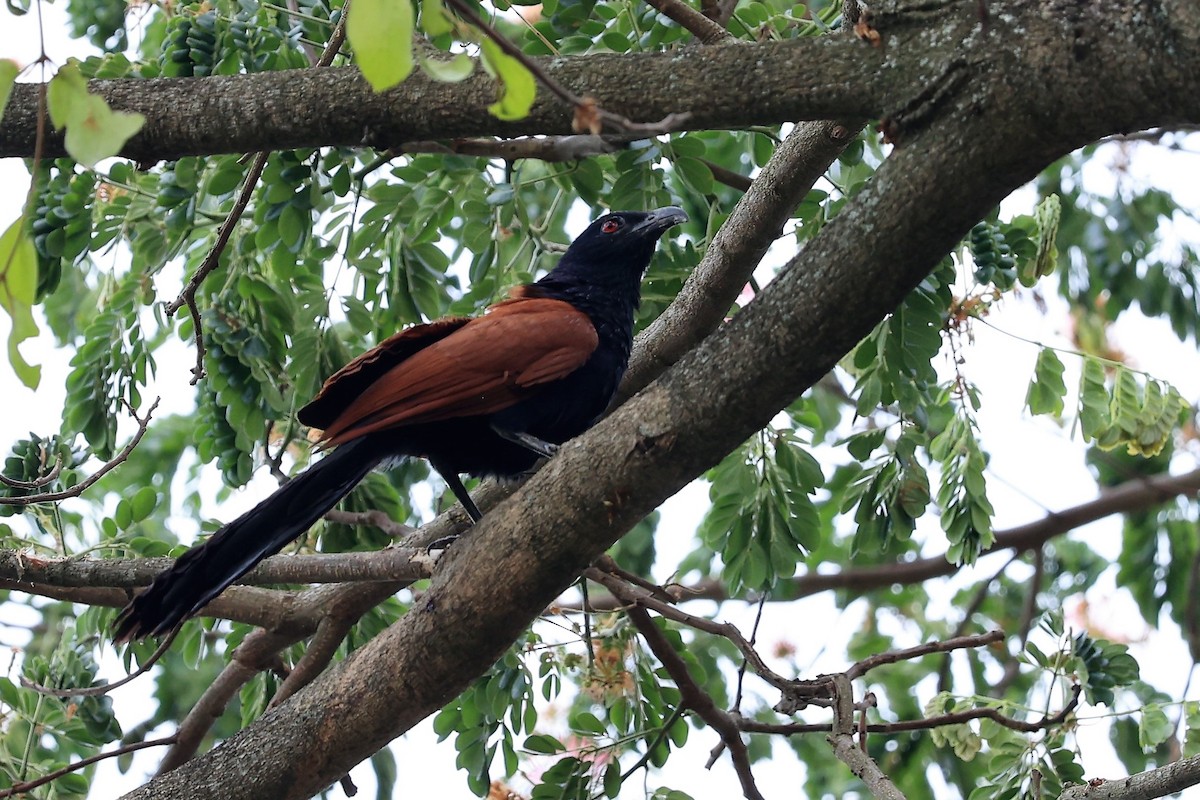 Greater Coucal (Greater) - ML580660191