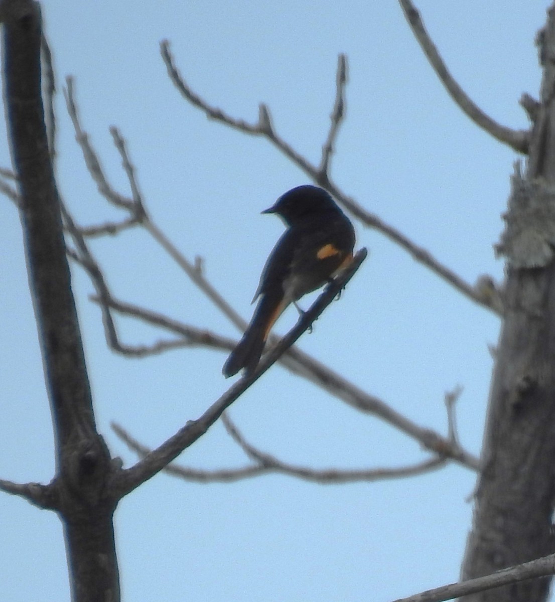 American Redstart - ML580660391