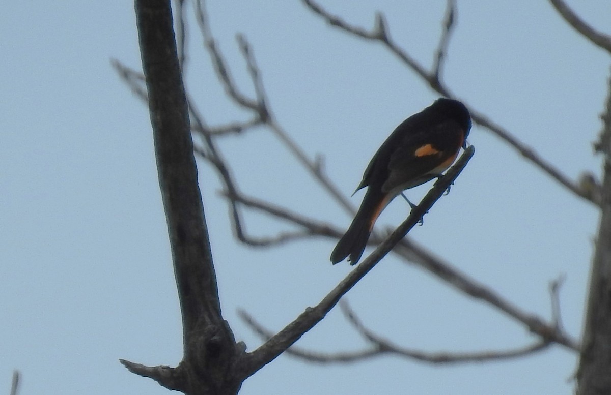 American Redstart - ML580660511