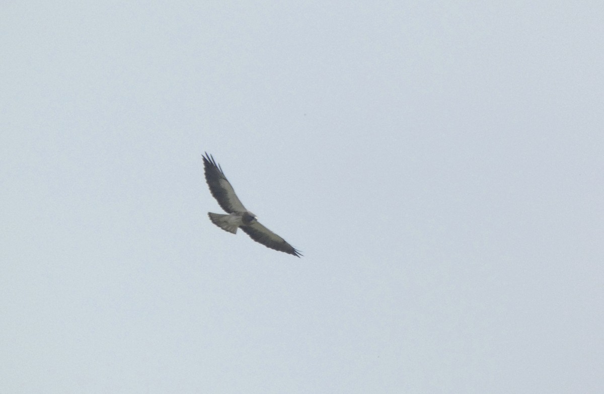 Swainson's Hawk - Jean-Phillipe Boucher