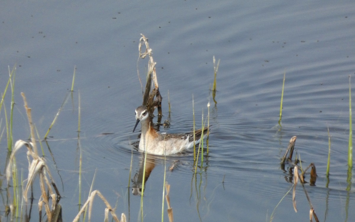 hvithalesvømmesnipe - ML580661101