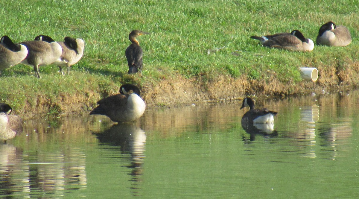 Double-crested Cormorant - ML580661281