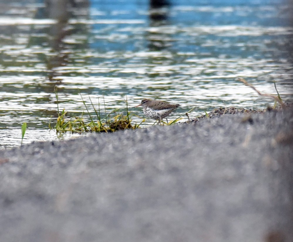 Spotted Sandpiper - ML58066421