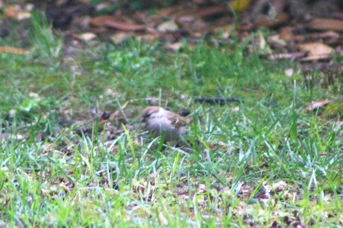 Eurasian Tree Sparrow - Debi Watson