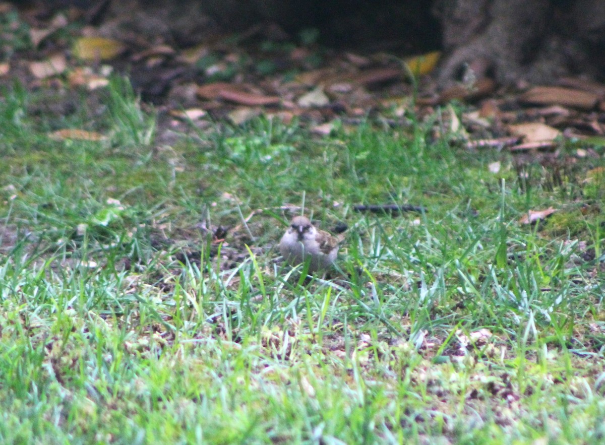 Eurasian Tree Sparrow - ML580664221