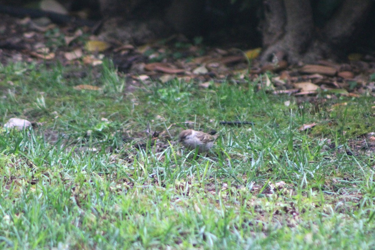 Eurasian Tree Sparrow - ML580664231