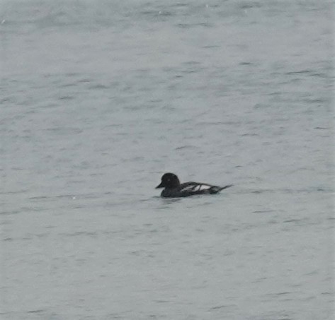 Common Goldeneye - ML580664601