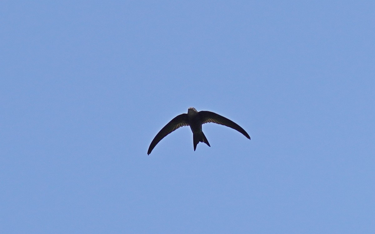 Plain Swift - ML580666691