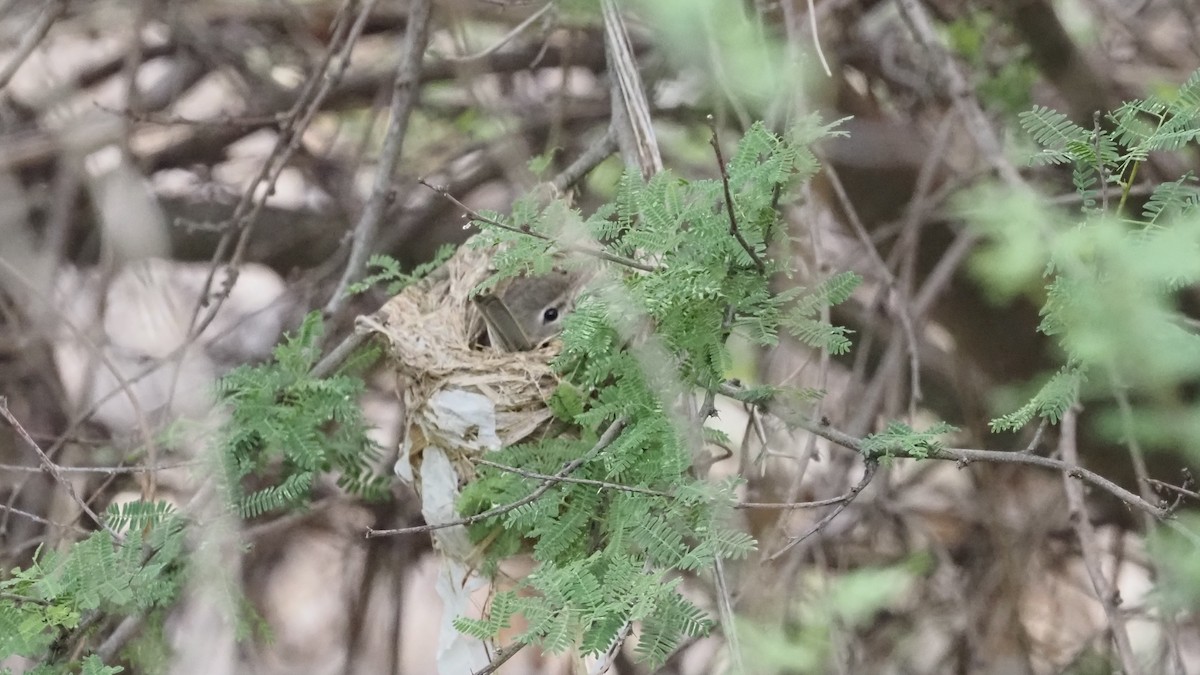 Braunaugenvireo - ML580666961