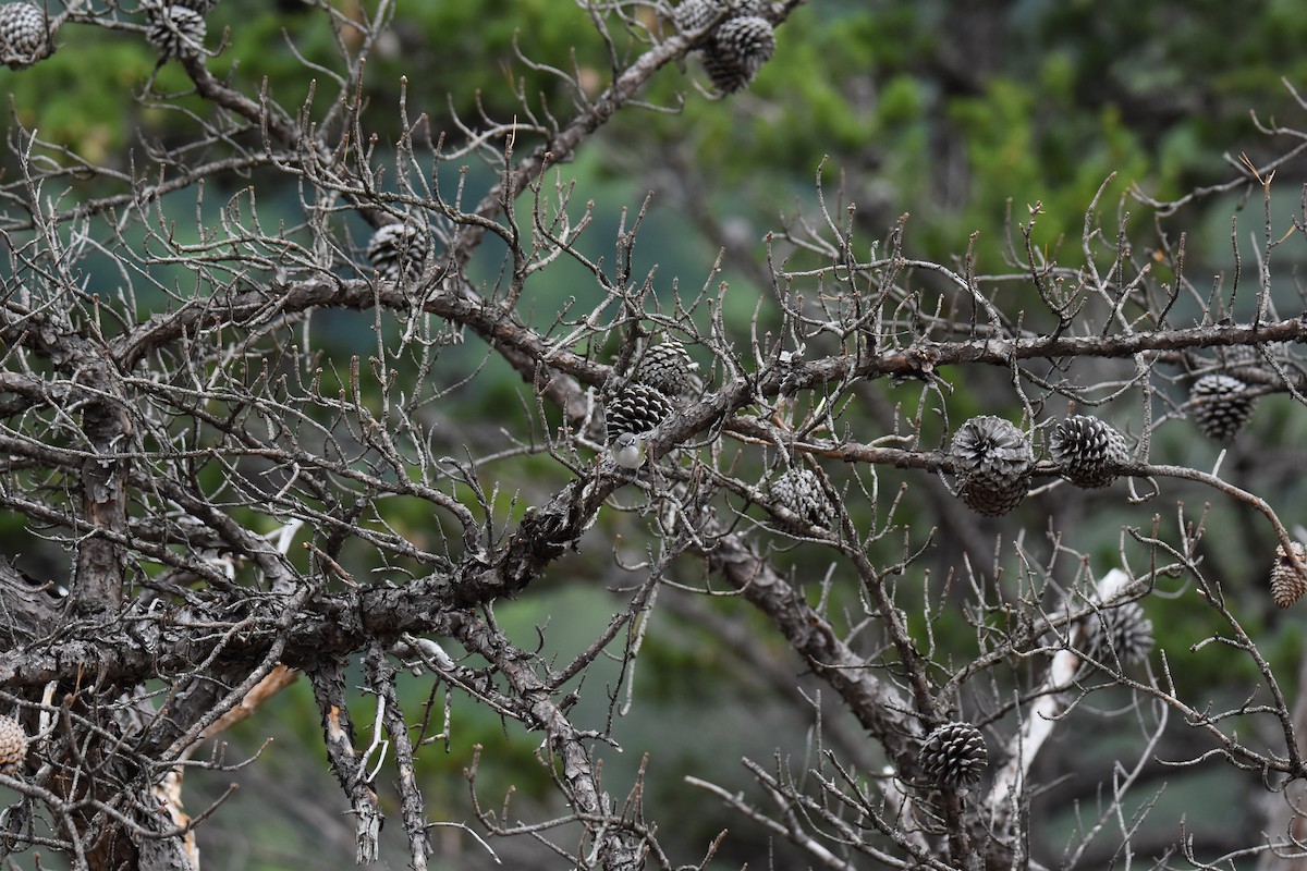 Blue-headed Vireo - ML580667271