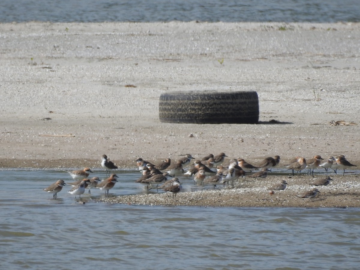 Tibetan Sand-Plover - ML580668111