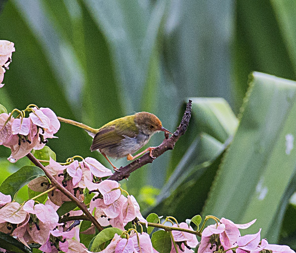 Common Tailorbird - ML580668221