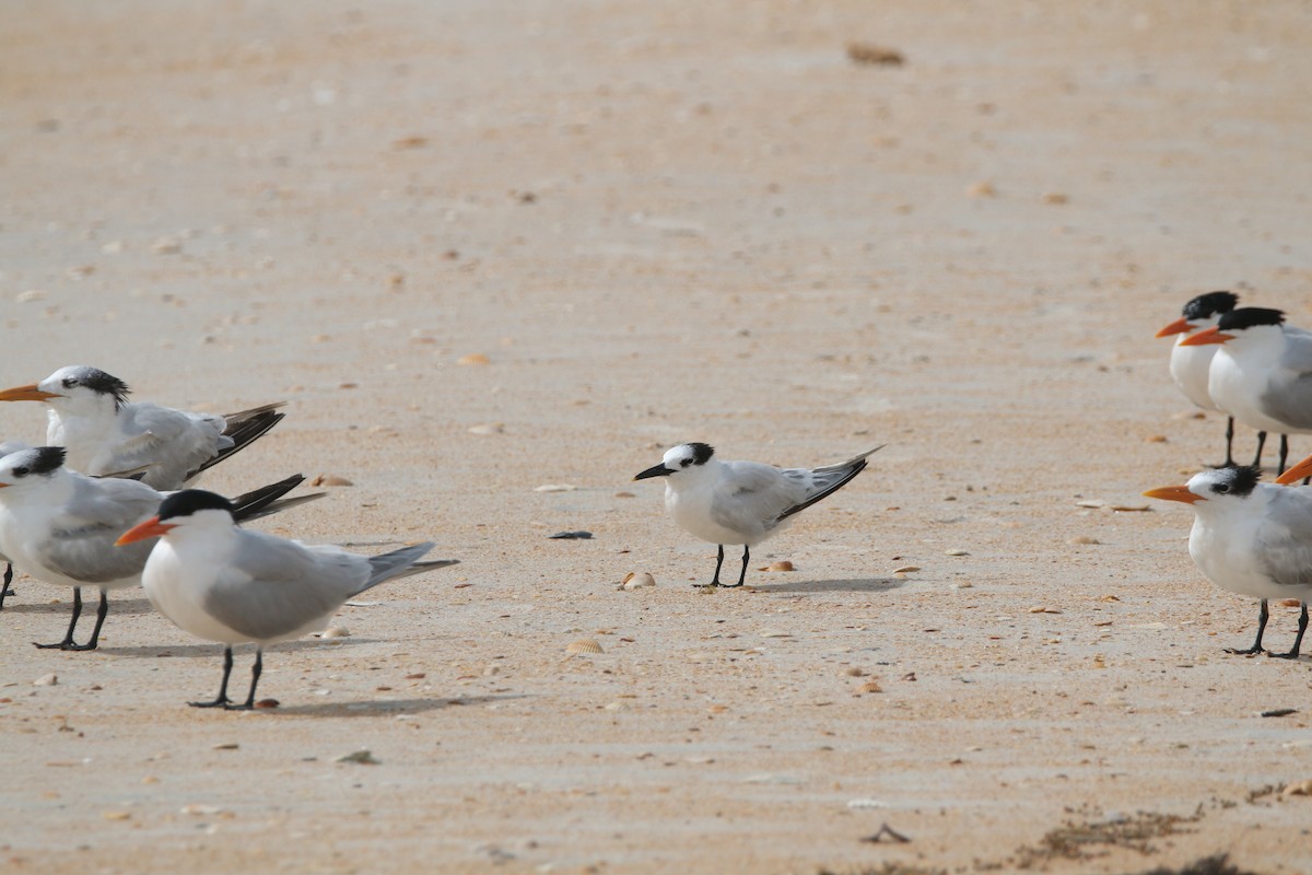 Sandwich Tern - ML580668641