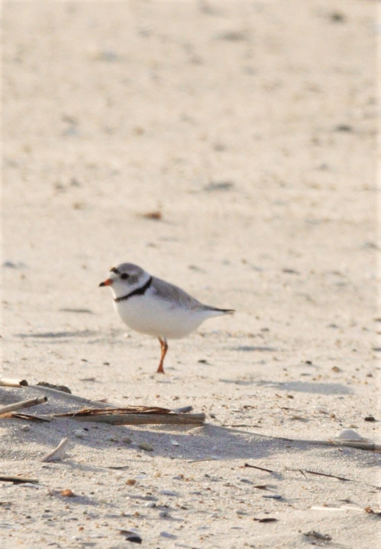 Piping Plover - ML580669731