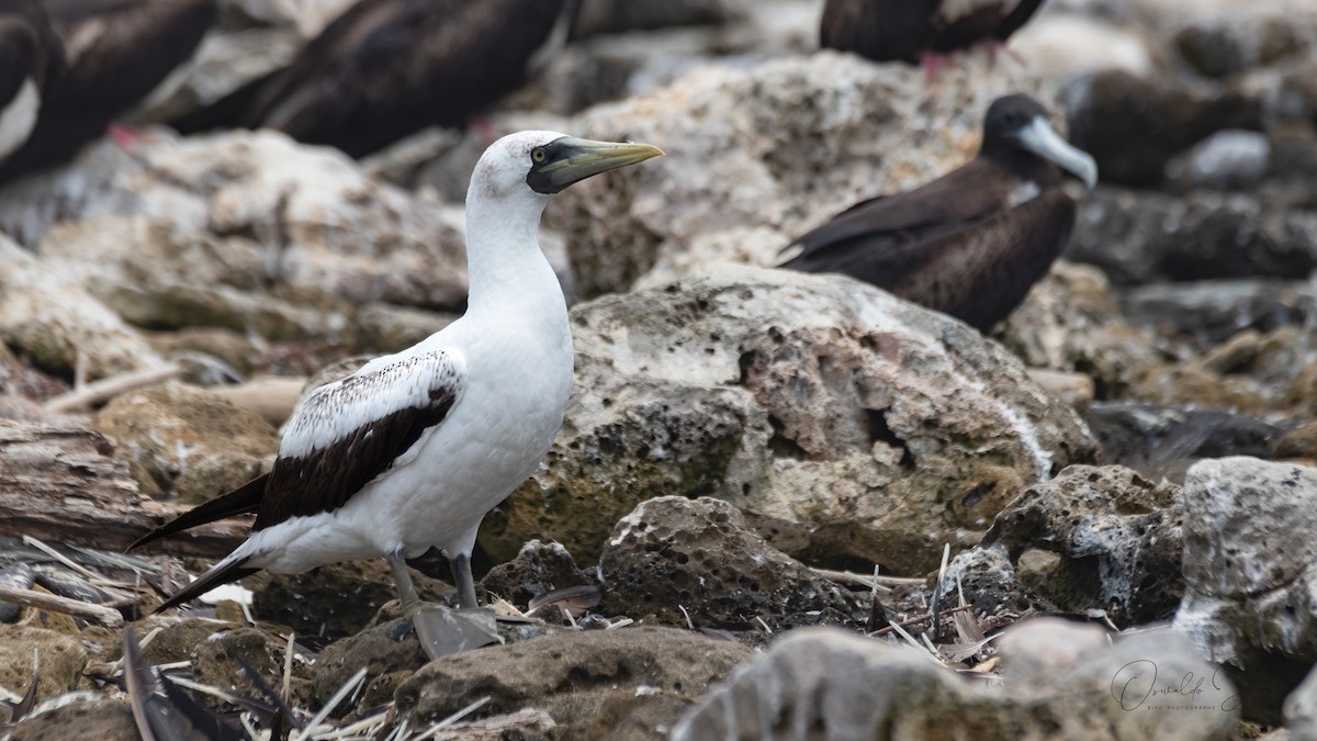 Masked Booby - ML580669811