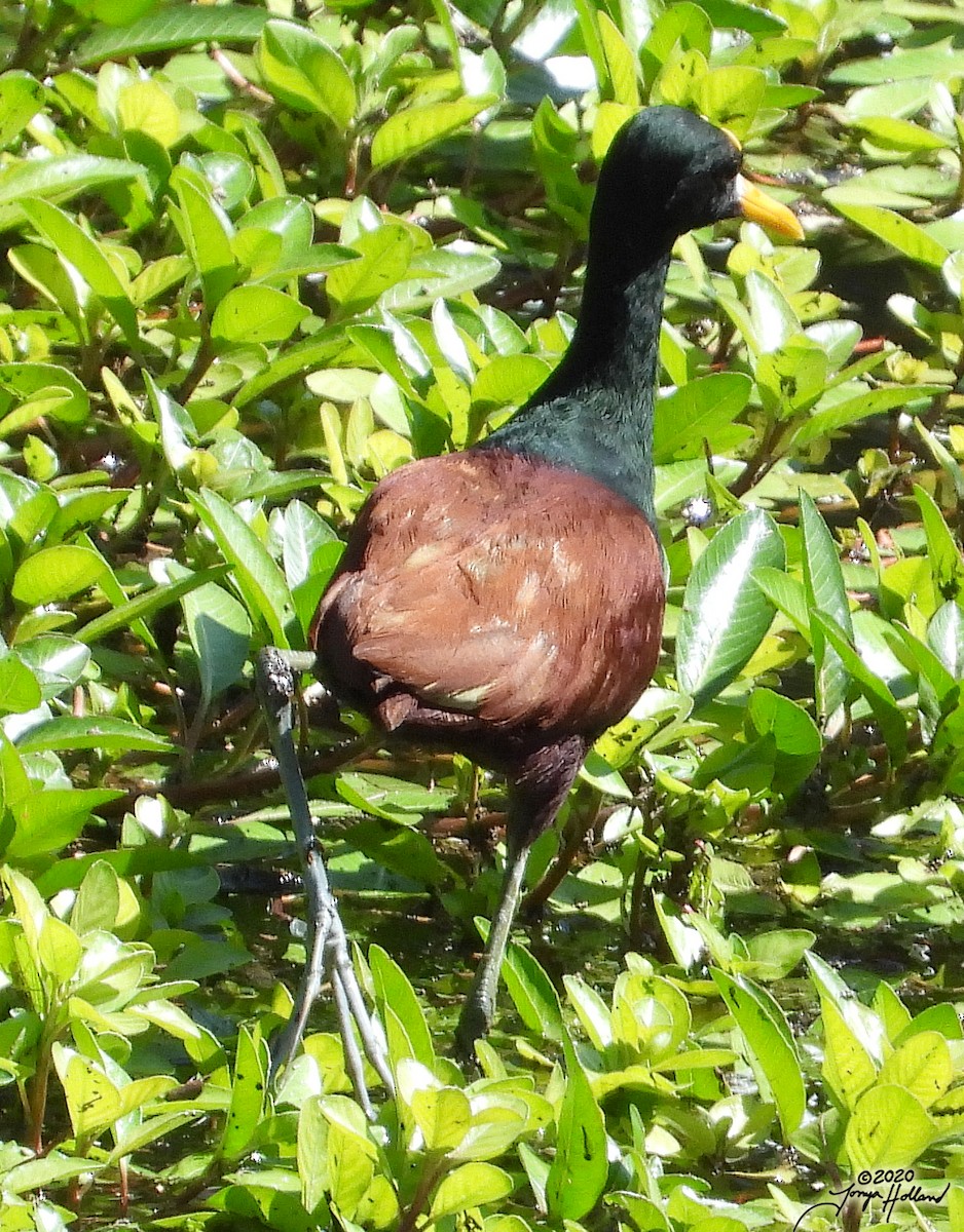 Northern Jacana - Tonya Holland