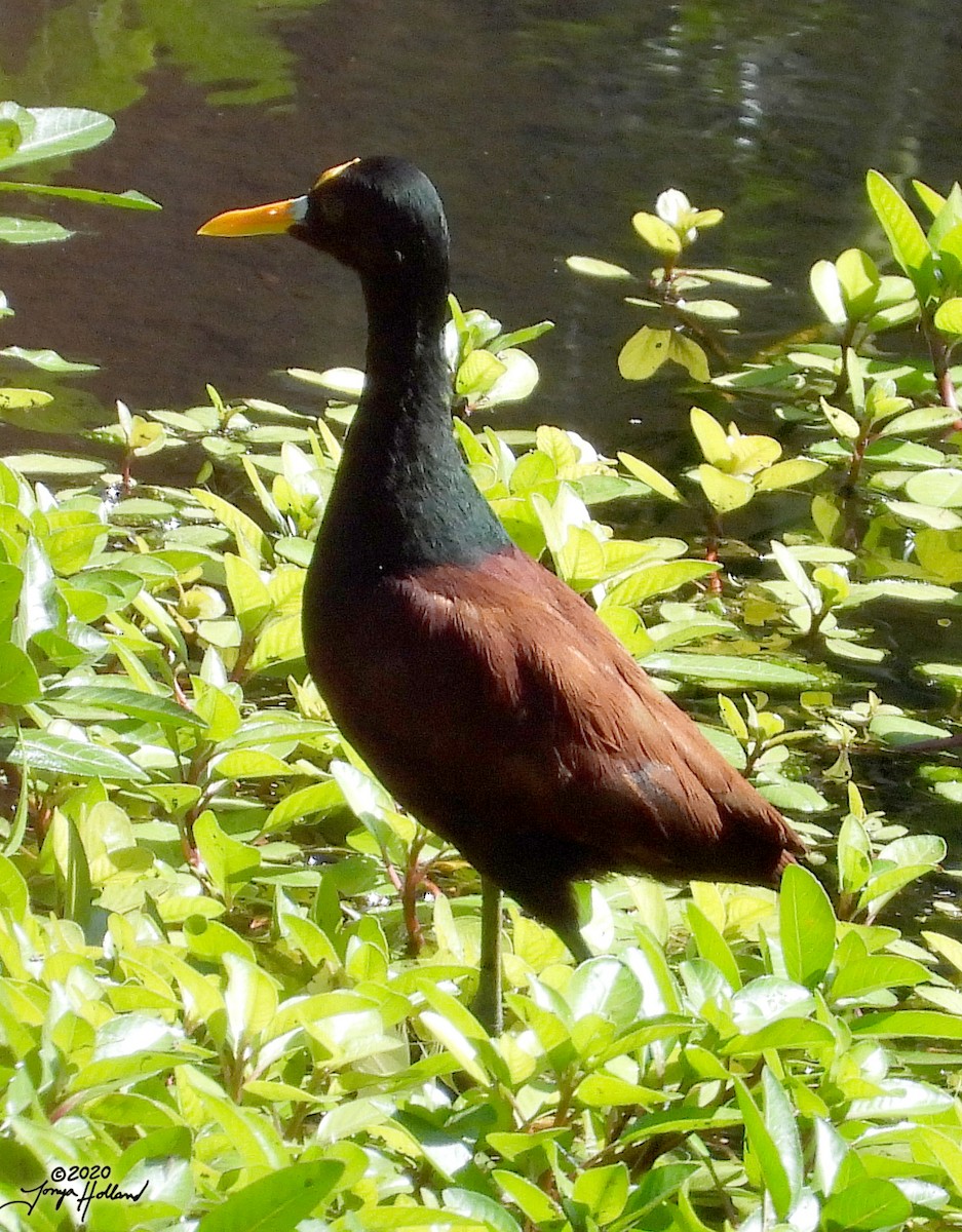 Northern Jacana - ML580670671