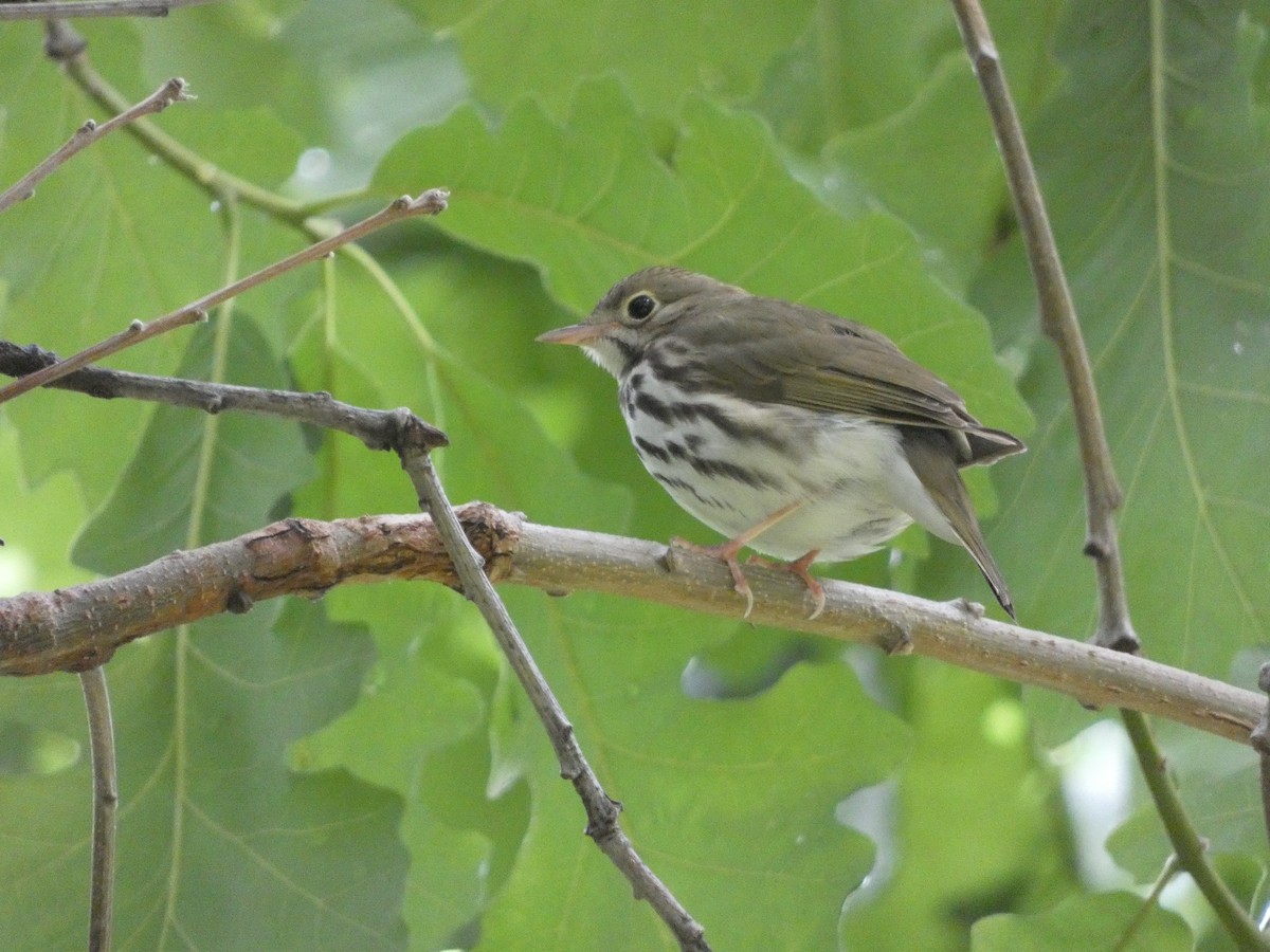 Ovenbird - Brad Gallagher