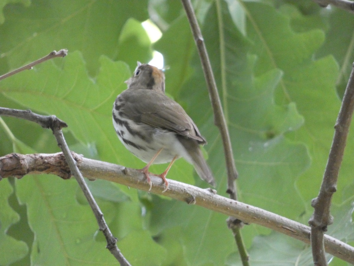 Ovenbird - Brad Gallagher