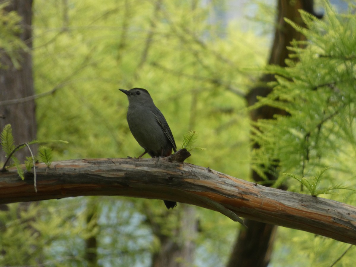 Gray Catbird - Brad Gallagher