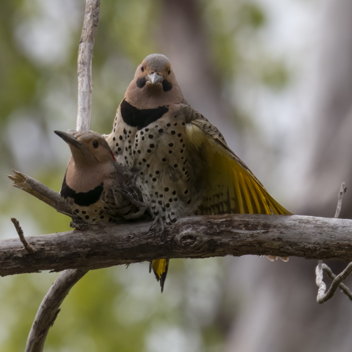 Carpintero Escapulario - ML580673431