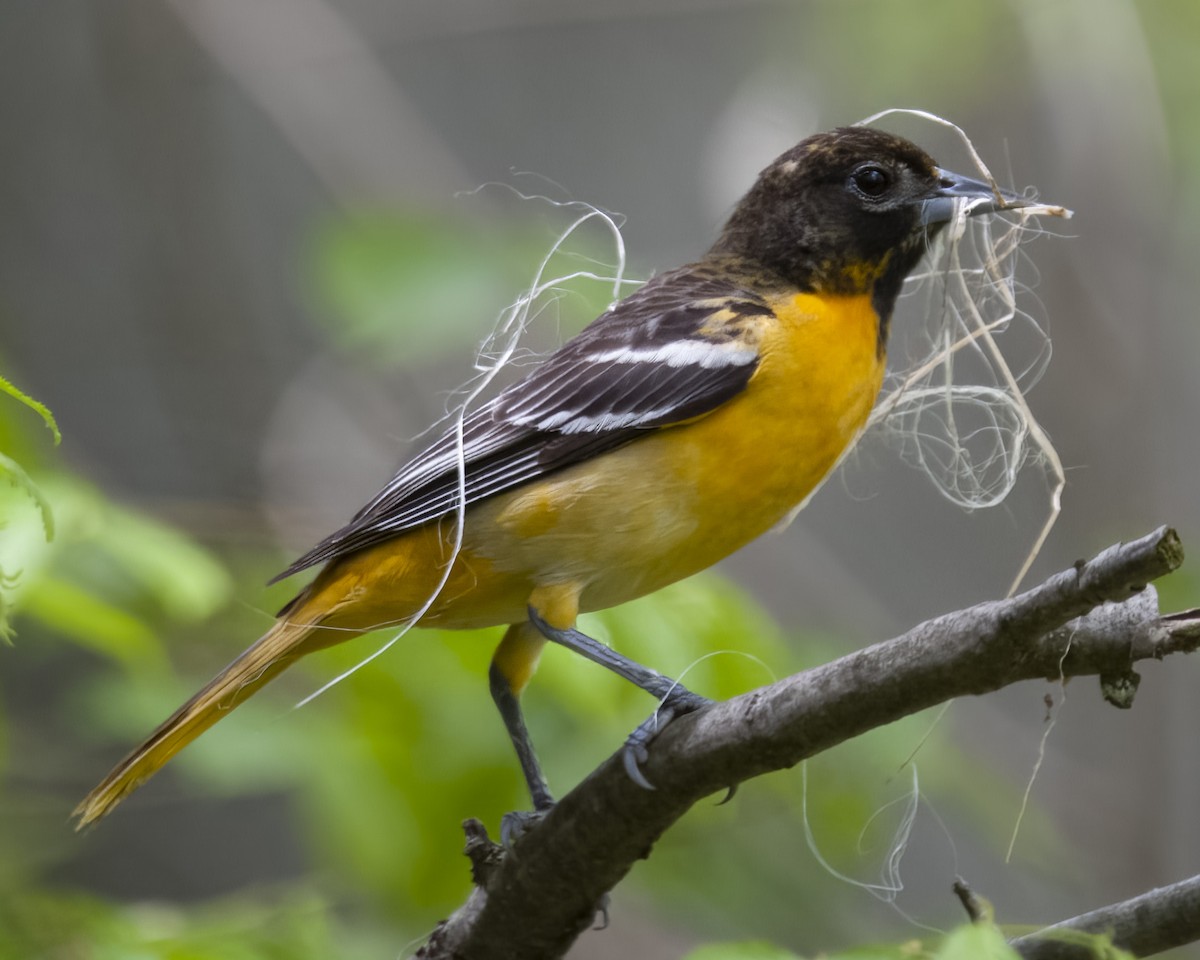 Baltimore Oriole - ML580673681