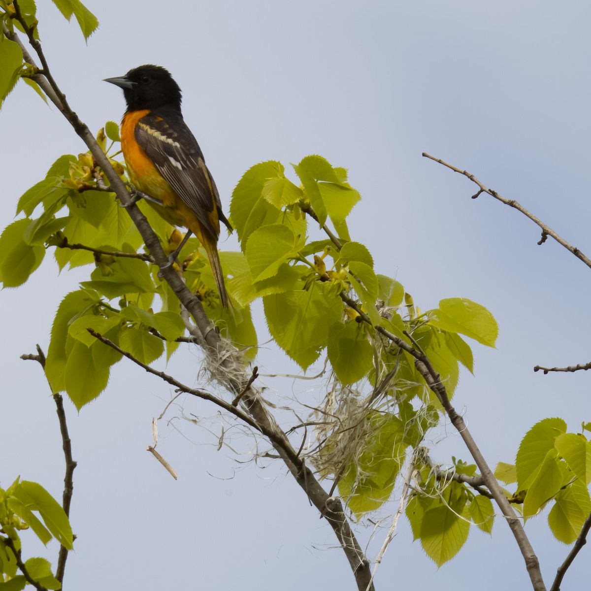 Baltimore Oriole - ML580673741