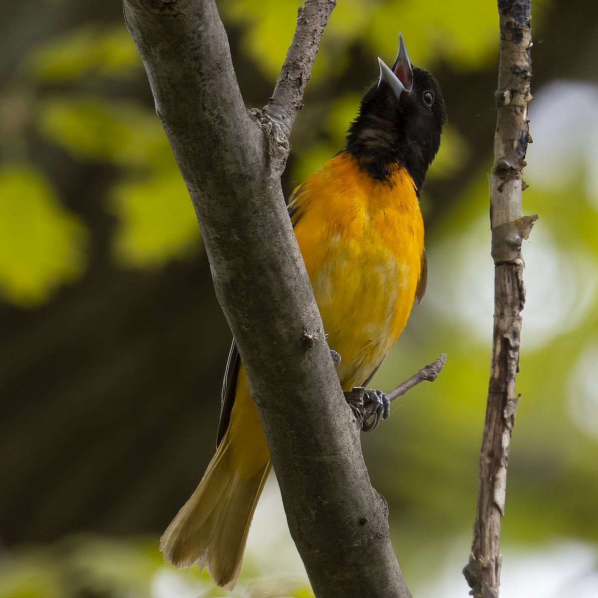 Baltimore Oriole - ML580673901