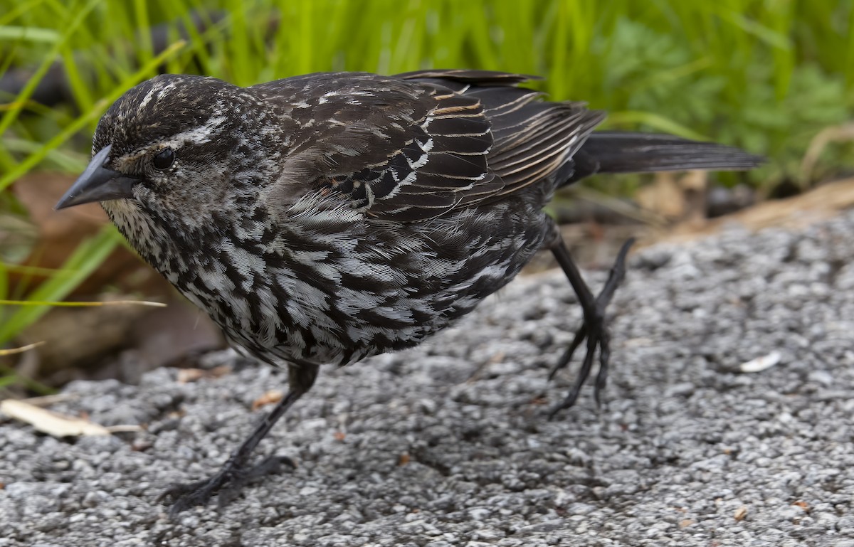 Red-winged Blackbird - ML580674311