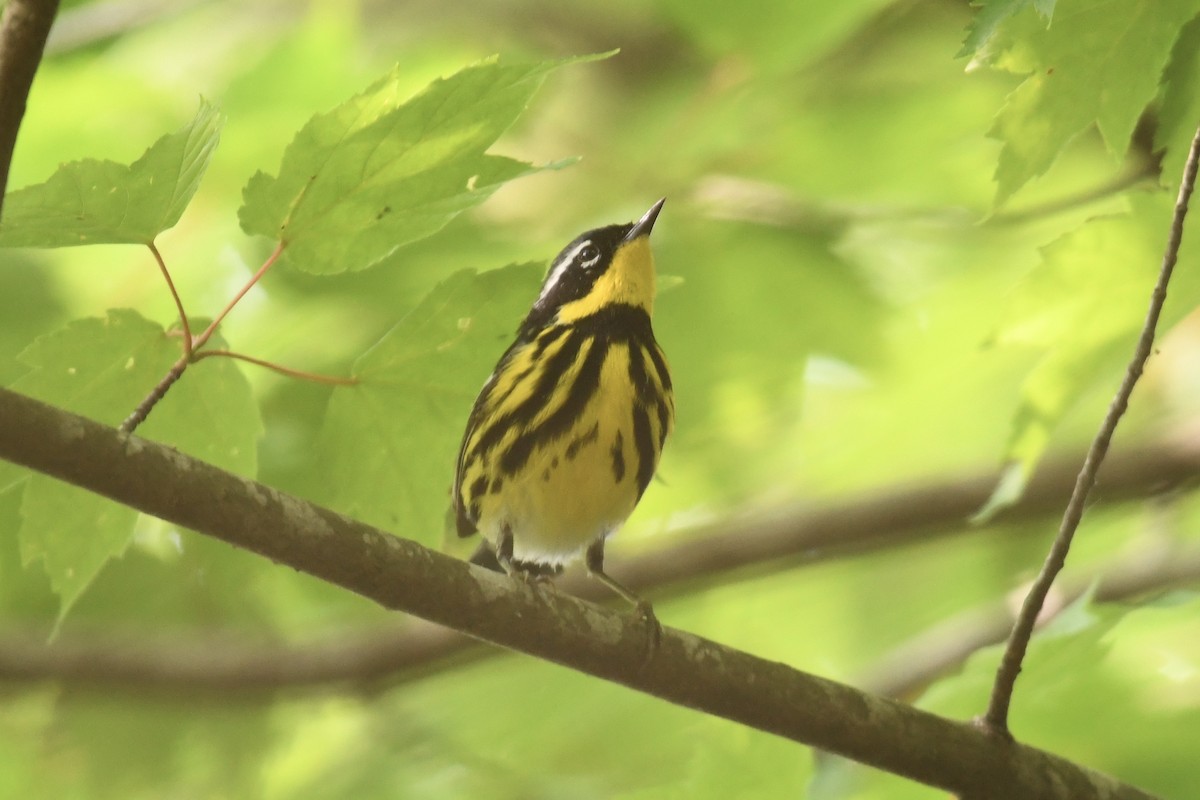 Magnolia Warbler - Tim Healy