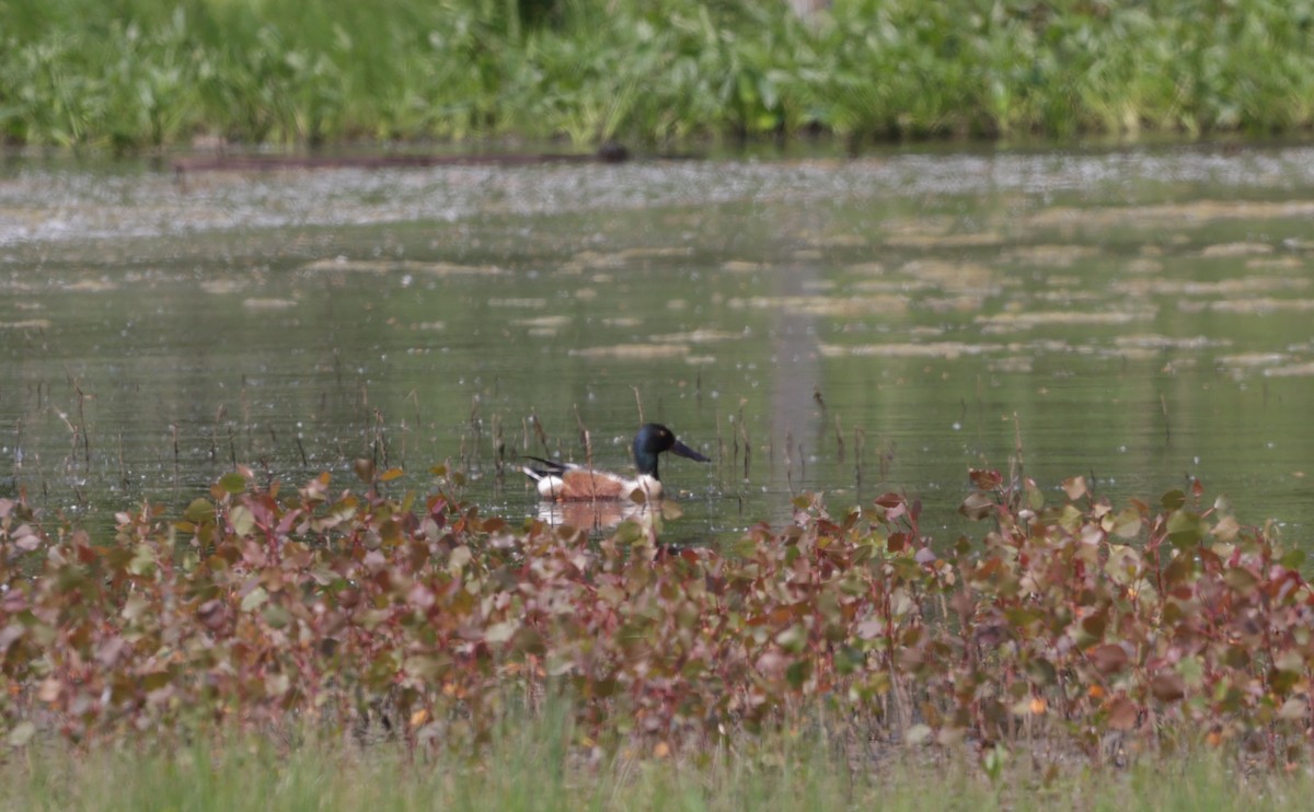 Northern Shoveler - ML580677121