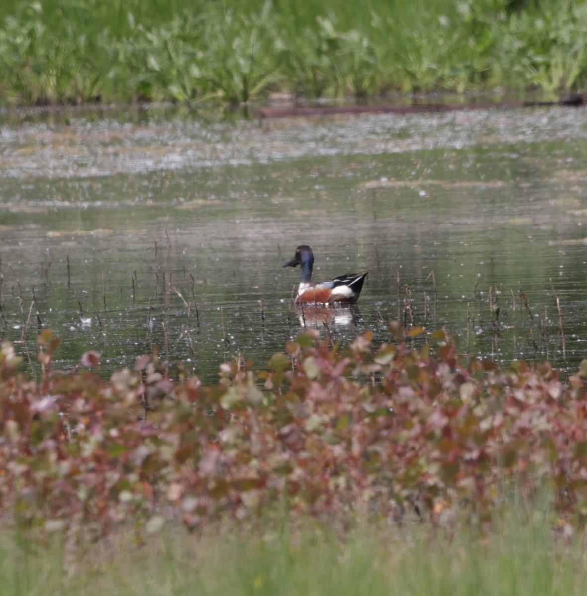 Northern Shoveler - ML580677131