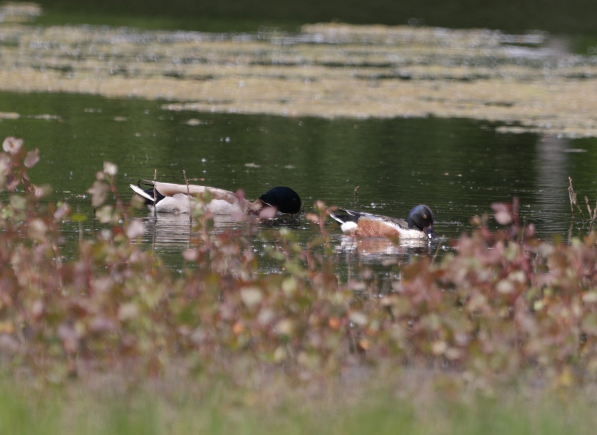 Northern Shoveler - ML580677171